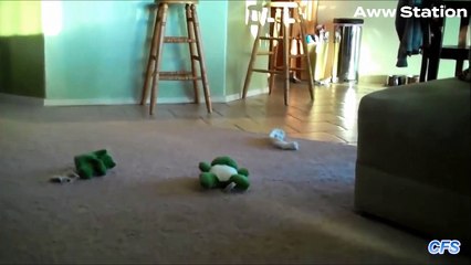 Puppies trying to get on couch - Compilation