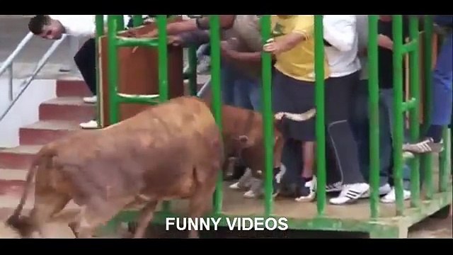 Bullfighting funny videos 2016 | awesome bullfighting Crazy bull attack people