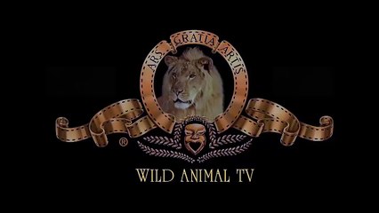 Native Americans attack Antelope, Lion, hippopotamus, Elephant, 15 CRAZIEST Animal attacks On Camer