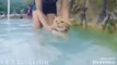 Cat learn to swim funny cat videos