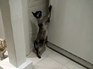 Cat Steals Food From The Freezer.....OMG