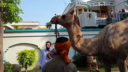 Beautiful Camel Qurbani in Gujranwala Wapda town 2016