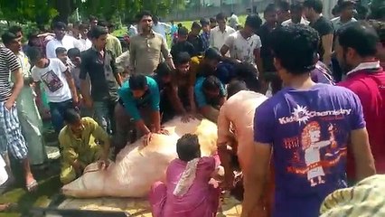 Big White Cow Qurbani in Gujranwala Wapda town 2016