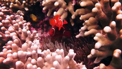 Australia - Welcome to Down Under