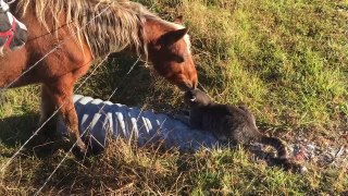 Top Funniest Horse Videos of 2016 Weekly Compilation | Funny Pet Videos