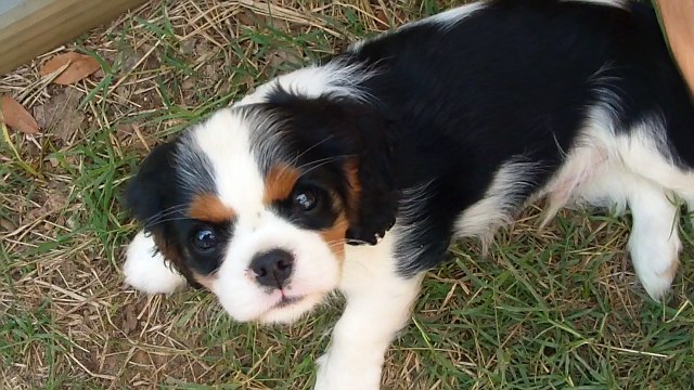 012 Mâle tricolore N cavalier portee Herianne x Indigo 1016