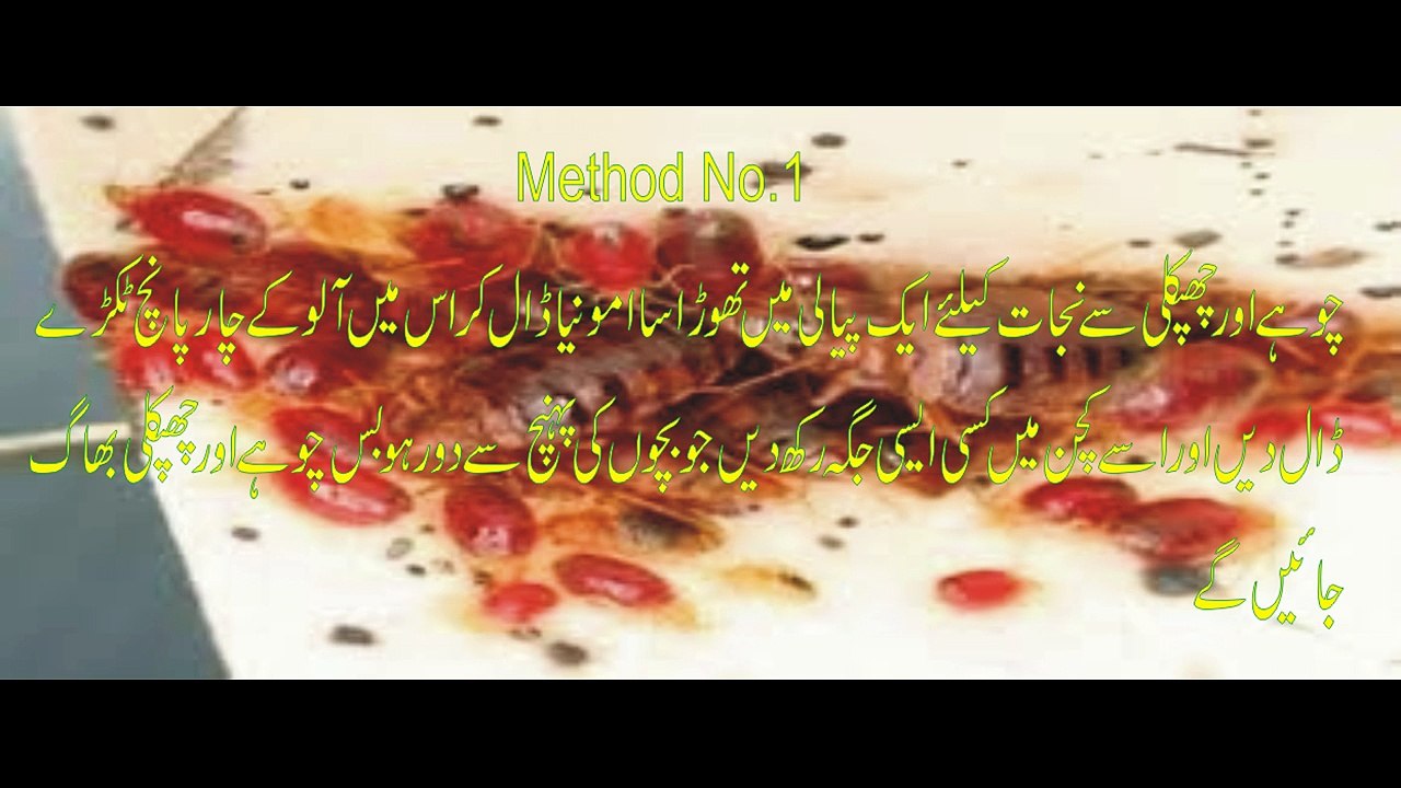 چھپکلی کاکروچ اور چوہوں سے شرطیہ نجات