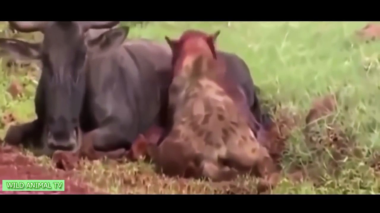 15 más LOCA de Ataques de Animales Capturados En Cámara | Más Increíble de Animales Salvajes Ataques