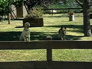 Vidocq et Vounie sautent 1m10