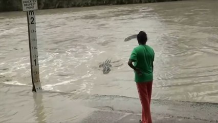 Crocodile warned off by woman and her flip flop in Australia