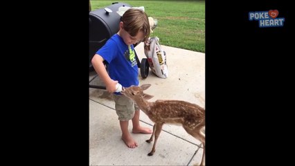 Quand un jeune faon veut teter autre chose que le biberon... Pauvre gamin