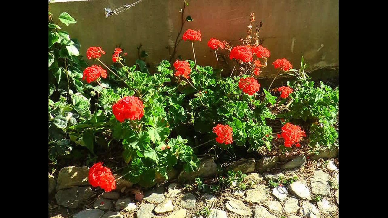 Mon jardin 2016: ça ne pousse pas?