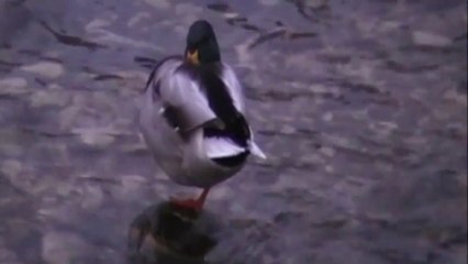 Rijeka Miljacka (BS/EN)