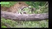 Leopard Attacks Gnu, 2 Lion vs Buffalo & Wild Boar | Real Fight Animals Attack 2016