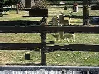 Vidocq et Vounie sautent une barrière chacun leurs tours