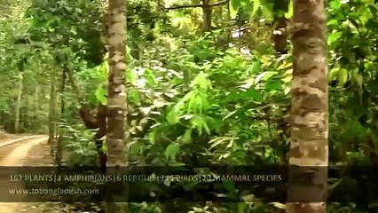 Beautiful Bangladesh Lawachara Rain Forest Srimangal Sylhet Video