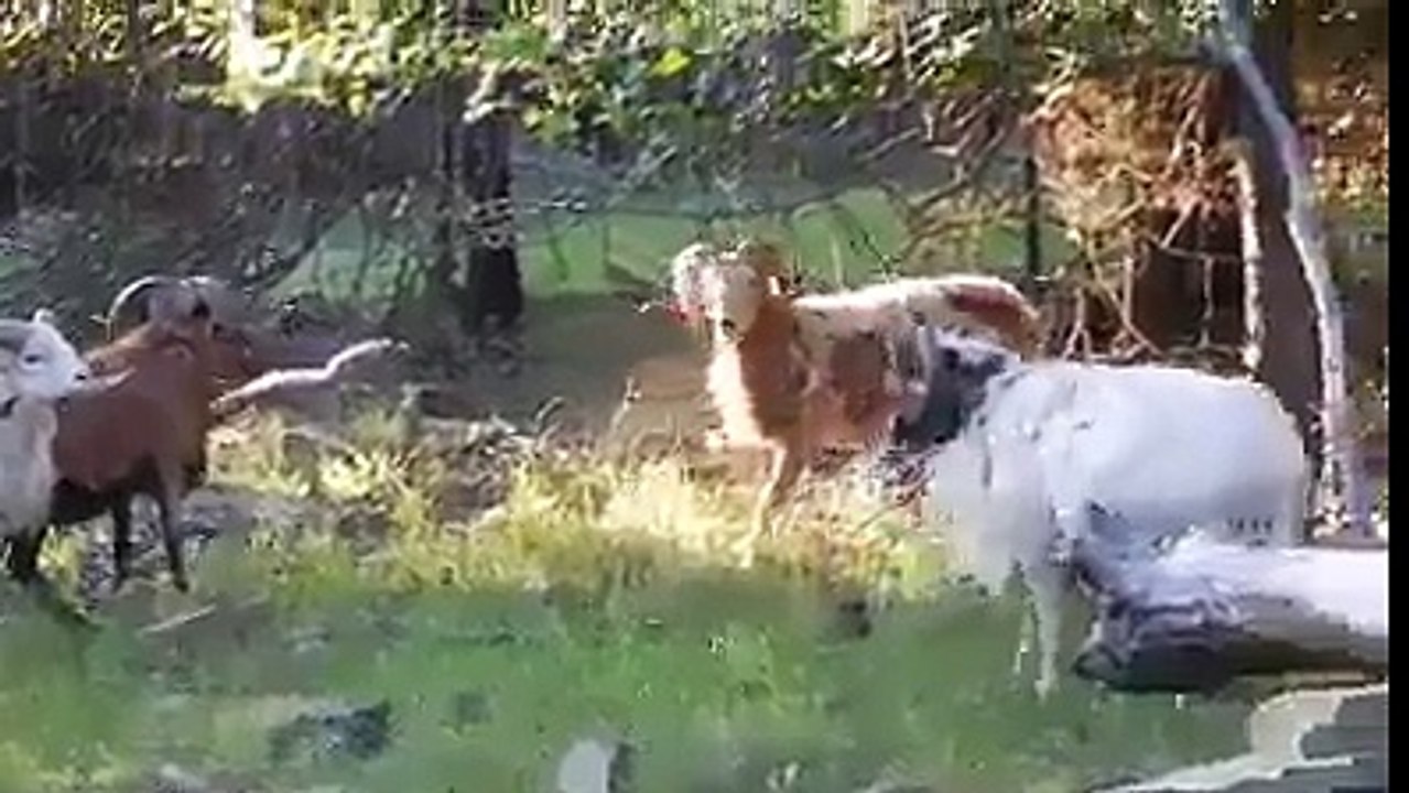 الصراع العربي العربي.