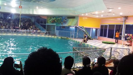 Dolphin Show at Dolphin Village Dammam.