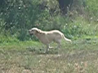 mon chien, Vidocq qui court dans les champs