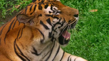 Дикие животные в природе