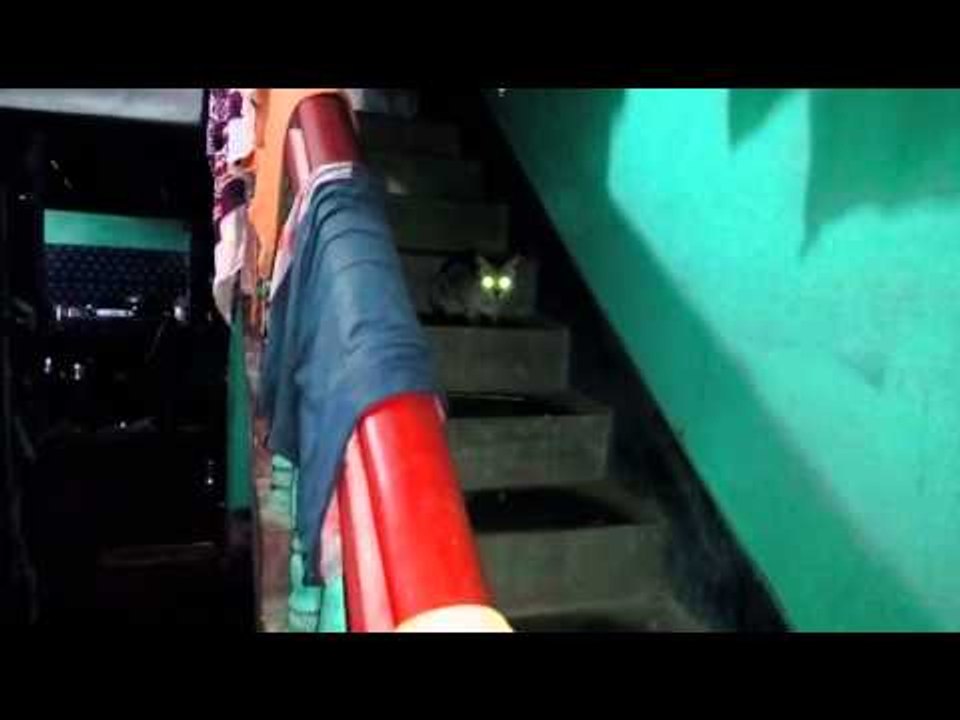 Amazing cat lighting eye