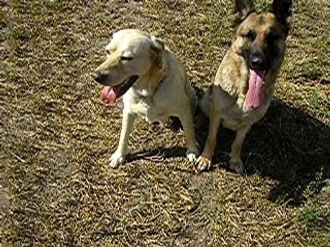 mes chiens, Vidocq et Vounie, assis