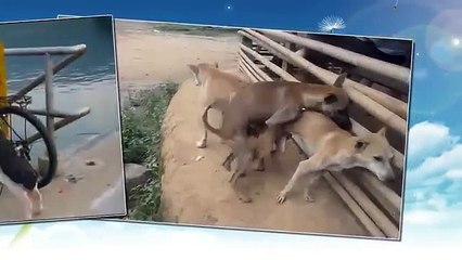 Best Funny Dog video - Dog humps Chicken