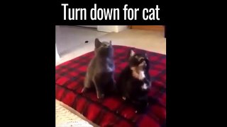 Best funny cats vines 2016 - Cats vines funny