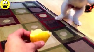 Best Funny Videos 2016 - Funny Cats and Dogs vs Lemons