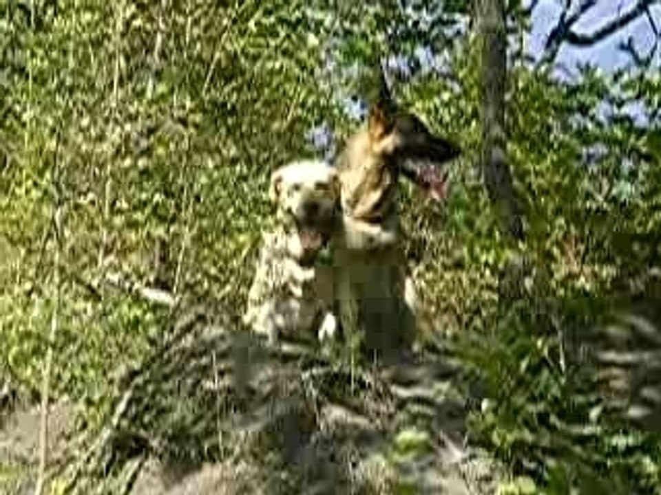 mes chiens dans la Montagne