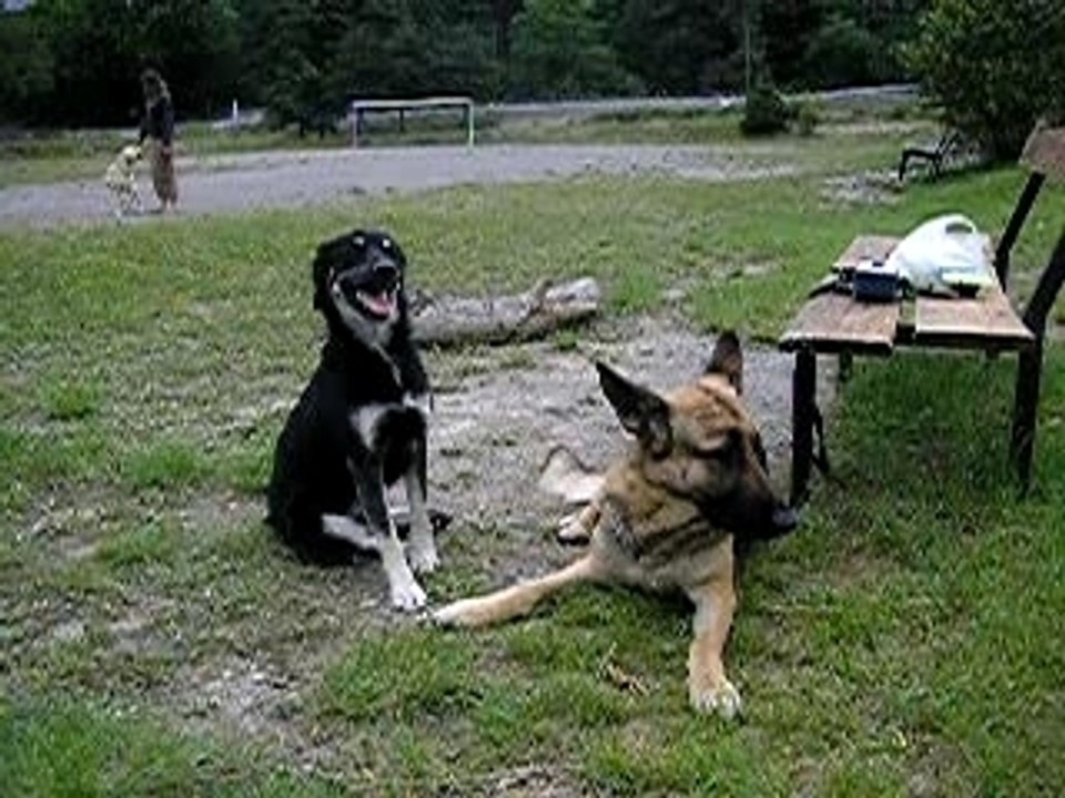 mes chiennes, Lune et vounie