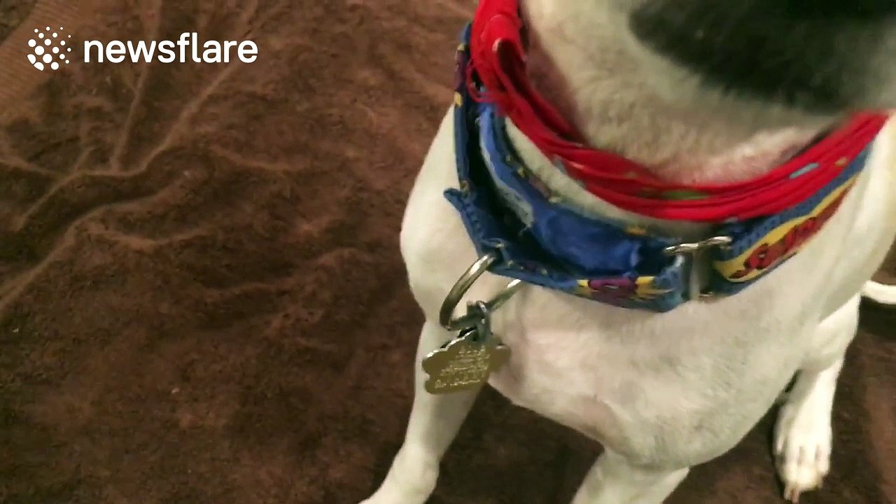Adorable Jack Russell mix balances glass of win on his head