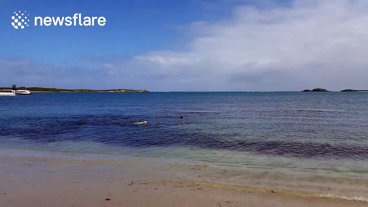 Labrador plays 'chase' with two dolphins