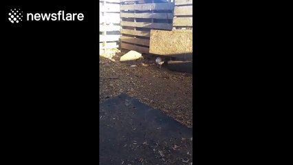 The amazing story of Miracle the mini pig's survival against the odds