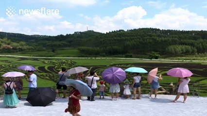 Giant image of the 'Monkey King' from famous Chinese novel carved out of rice field