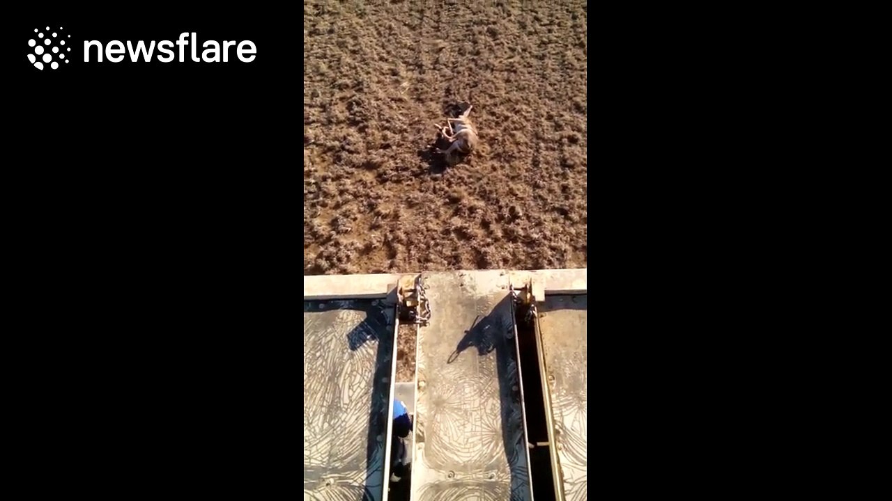 A particularly funny impala fail