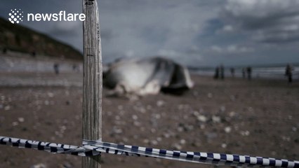 50ft sperm whale washes up on Dawlish beach in Devon