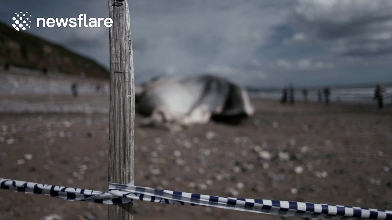 50ft sperm whale washes up on Dawlish beach in Devon