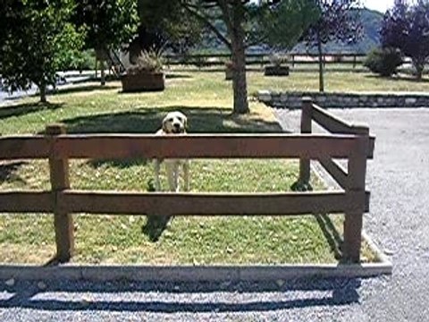 mon chien, Vidocq qui saute.