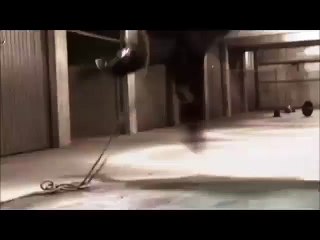 l'animal le plus dangereux sur terre! La preuve en vidéo