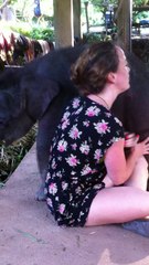 Baby Elephant Cuddles