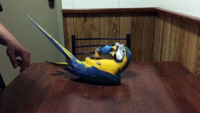 Macaw Parrot Loves Dog Toy