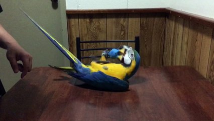 Macaw Parrot Loves Dog Toy
