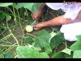 Kanpur: Injecting of green vegetables with growth hormones, farmers say it gets us profit