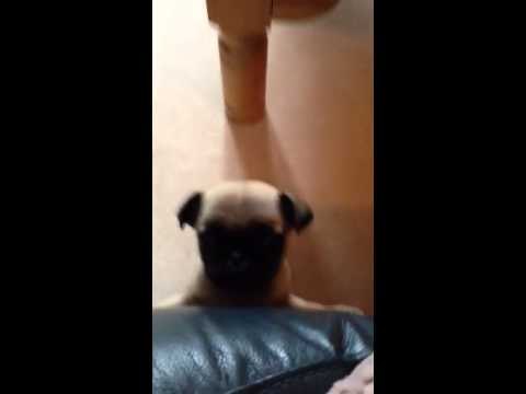 Squealing Pug Desperately Wants to Hop Onto Couch