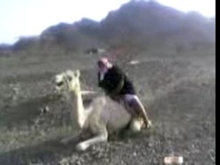 Poor Camel