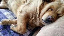 Tired Dog Snores Louder Than A Human