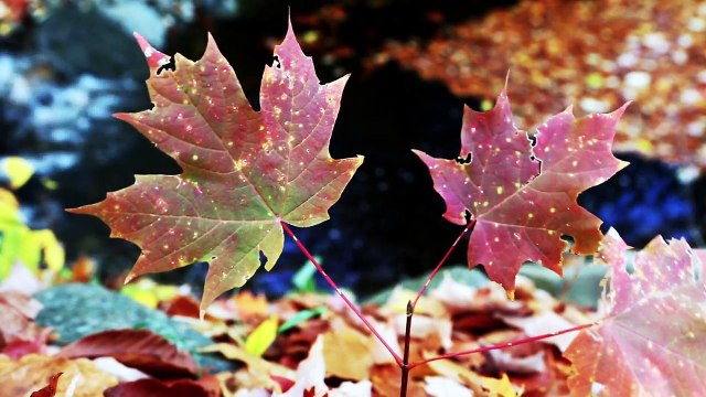 Amazing videos - Maple Leaf Autumn