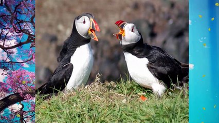 10 Cutest Adorable Birds