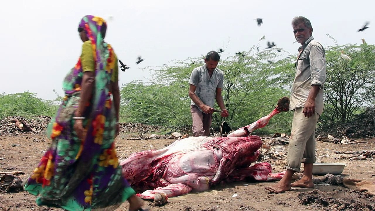 Carcasses pile up as India's Dalits protest prejudice